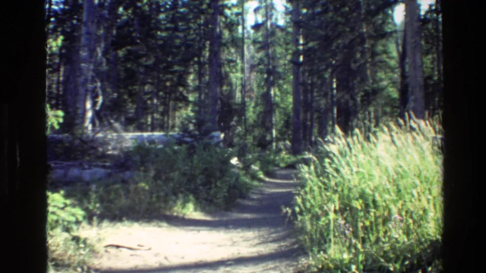 1980 Grand Teton home-movie frame showing a woodland walking path, soft 8mm grain, and sunlit vegetation.