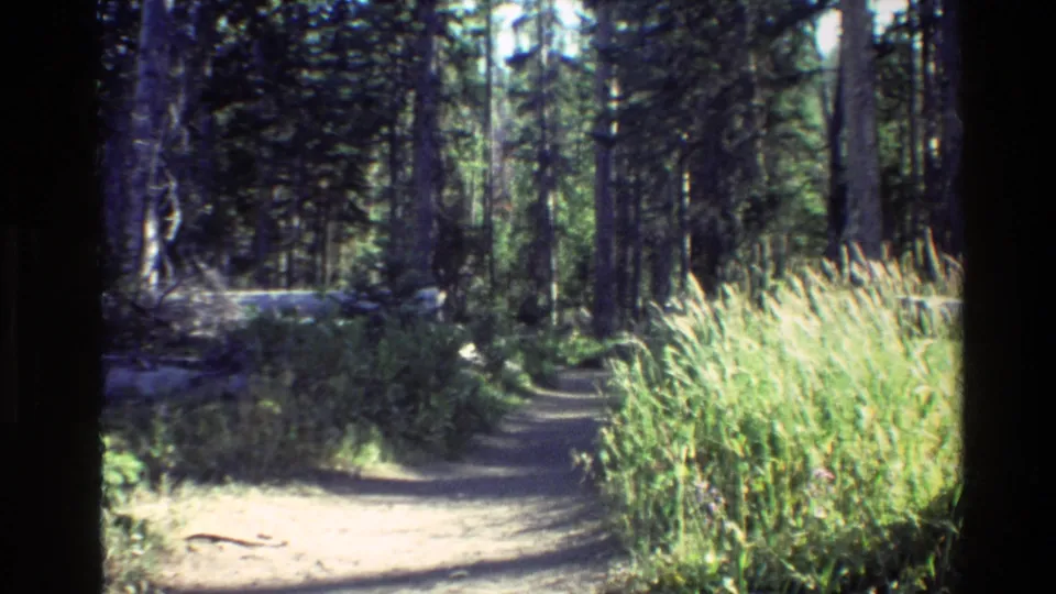 Grand Teton 8mm frame from 1980 showing a quiet forest path bordered by tall grasses and evergreen trees.