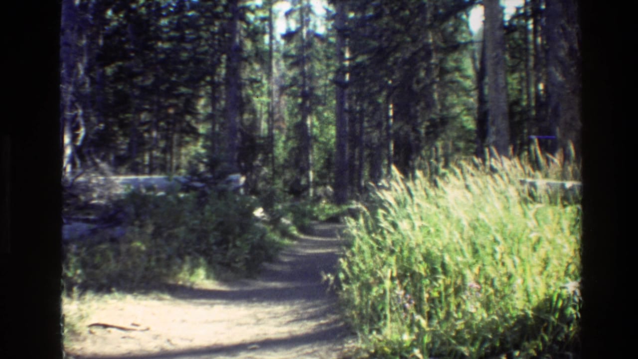 1980 8mm Grand Teton footage showing a shaded forest trail bordered by tall trees and bright summer grasses.