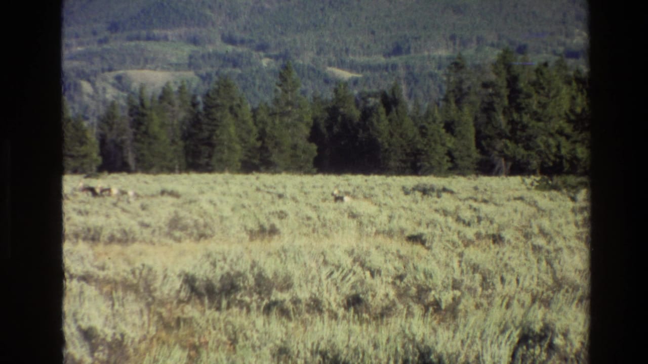 Open meadow with distant grazing animals, evergreen trees, and mountain slopes.