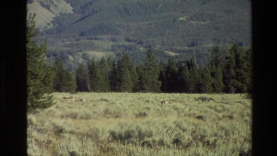 Vintage 8mm view of a Grand Teton meadow with distant grazing wildlife, dense trees, and muted mountain terrain behind.
