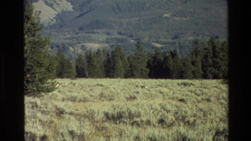 1980 Grand Teton home-movie frame showing a grassy meadow, distant grazing animals, evergreens, and mountain slopes.
