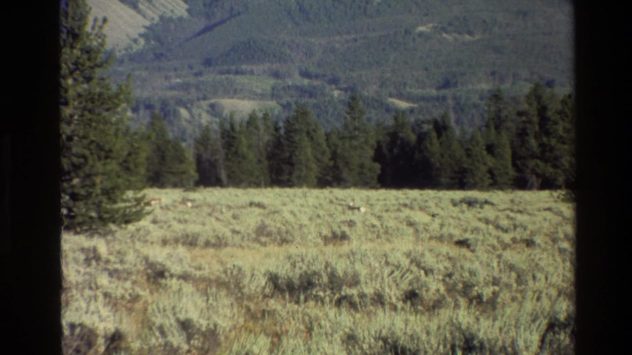 1980 Grand Teton home-movie frame showing a grassy field, pine forest, distant slopes, and small wildlife shapes in the meadow.
