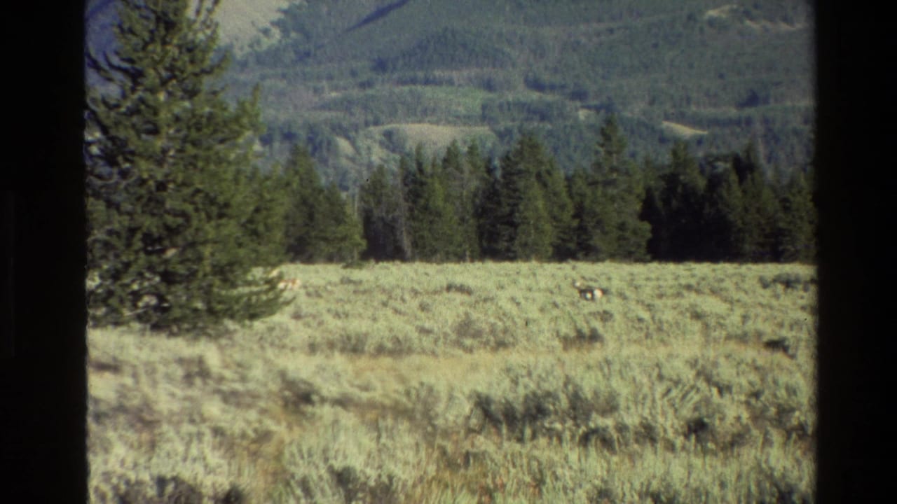 Open grassland with conifers, mountain foothills, and small animals near the right side.