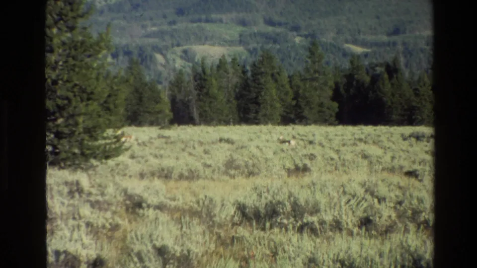 1980s home-movie view in Grand Teton showing a bright grass field, conifer tree line, rolling hills, and faint wildlife shapes.