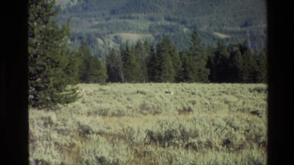 Grand Teton 8mm travel footage frame with a grassy valley foreground, pine trees, distant wooded slopes, and small animals in the field.