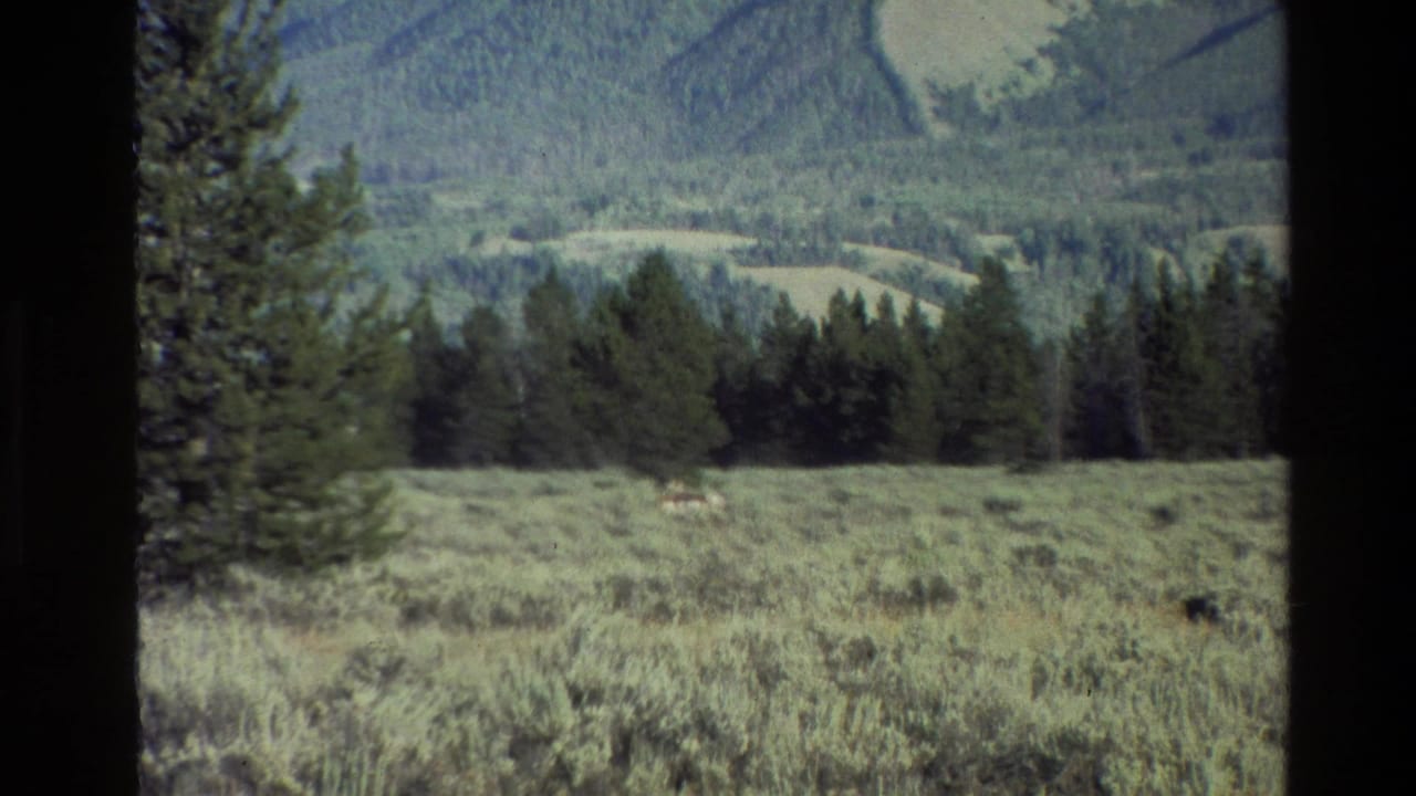 1980 Grand Teton home-movie frame showing a distant deer in sagebrush, backed by conifers, rolling hills, and soft mountain slopes.