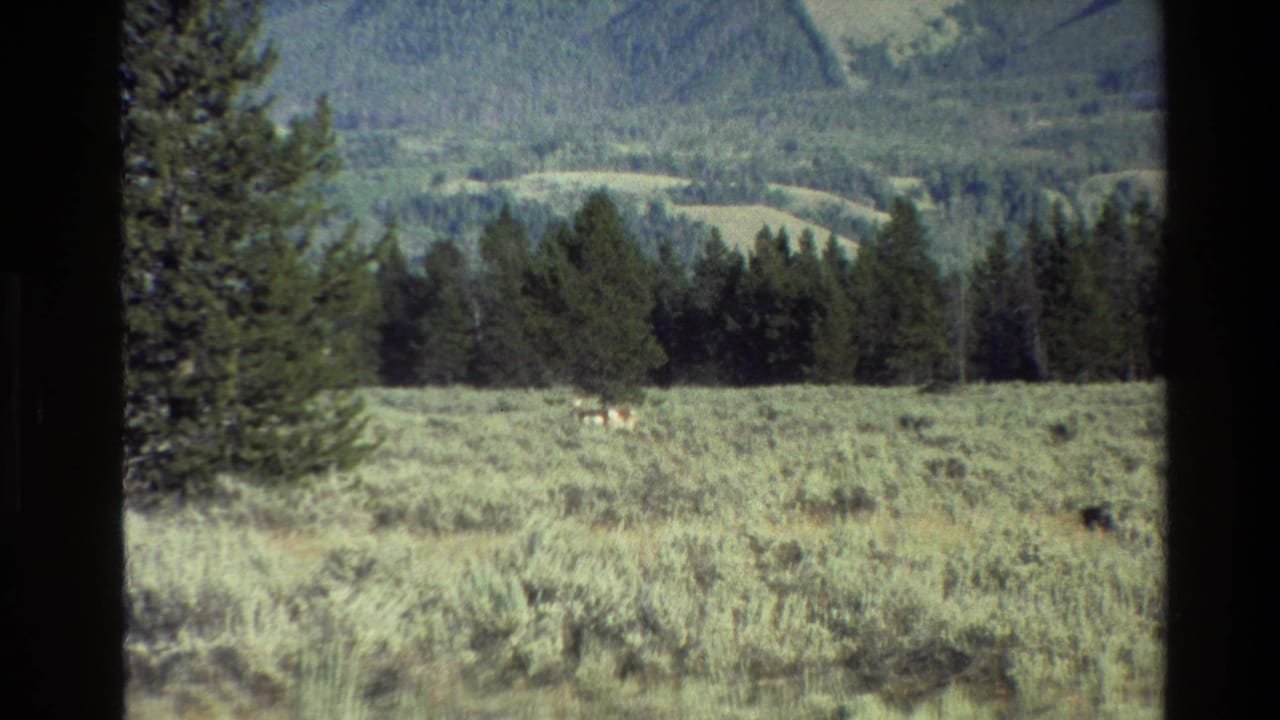 Wide meadow with sagebrush, a distant deer, evergreen trees, and hazy hills in the background.