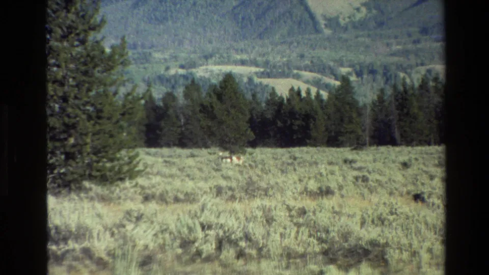 Grand Teton, Wyoming frame from 1980 showing a wide sagebrush meadow with a small deer shape near the tree line and wooded hills beyond.
