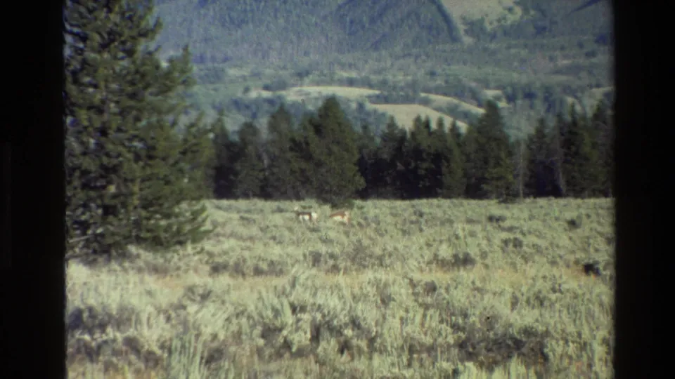 Vintage 8mm frame of Grand Teton sagebrush meadow, with deer grazing in the middle ground beneath conifers and distant hills.