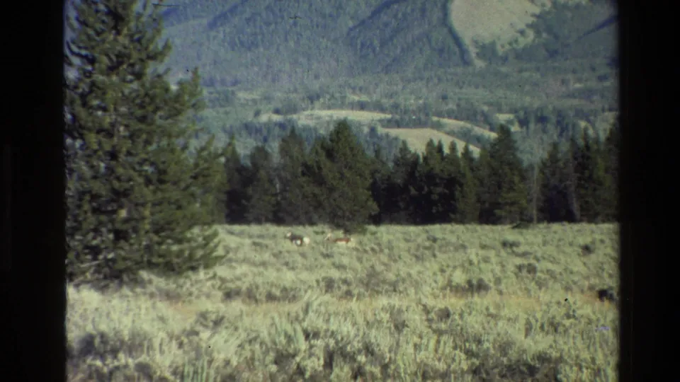 1980 Grand Teton 8mm frame showing a small deer in open sagebrush, framed by evergreen trees, wooded hills, and visible film borders.