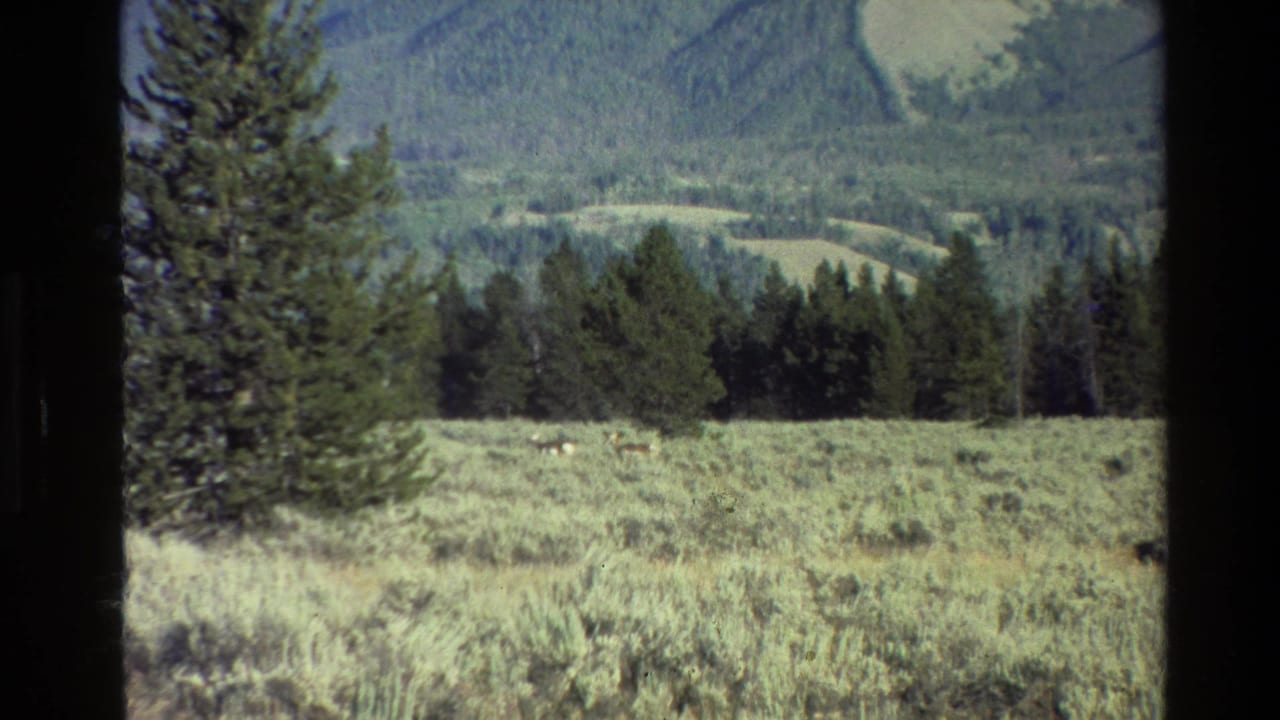 1980 8mm home-movie frame from Grand Teton, Wyoming, showing distant deer grazing in a pine-framed meadow below forested slopes.