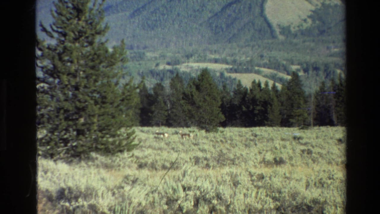 Distant deer stand in a grassy meadow with dark pine trees and blue-green mountains behind them.