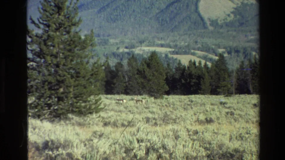 Grand Teton, Wyoming home-movie frame showing small deer in a meadow, with conifers, wooded hills, and soft 8mm color fading.