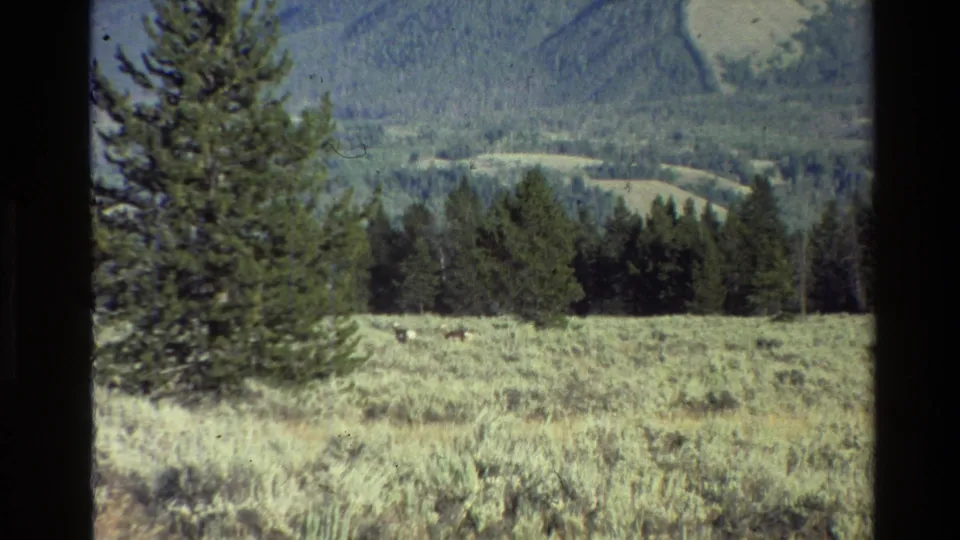 1980 Grand Teton 8mm frame with two distant grazing deer, pale meadow vegetation, conifer stands, and mountain slopes beyond.