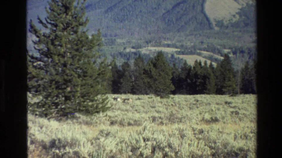 Final 8mm frame from the Grand Teton meadow scene, showing distant deer amid pale grass, pines, wooded valley, and mountain backdrop.