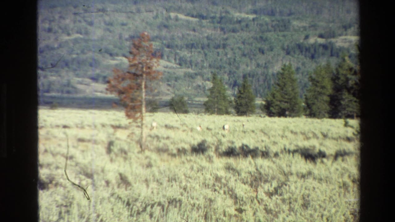 Grand Teton home-movie frame from 1980 showing a sage meadow, scattered evergreens, distant forested hills, and small pale animals.