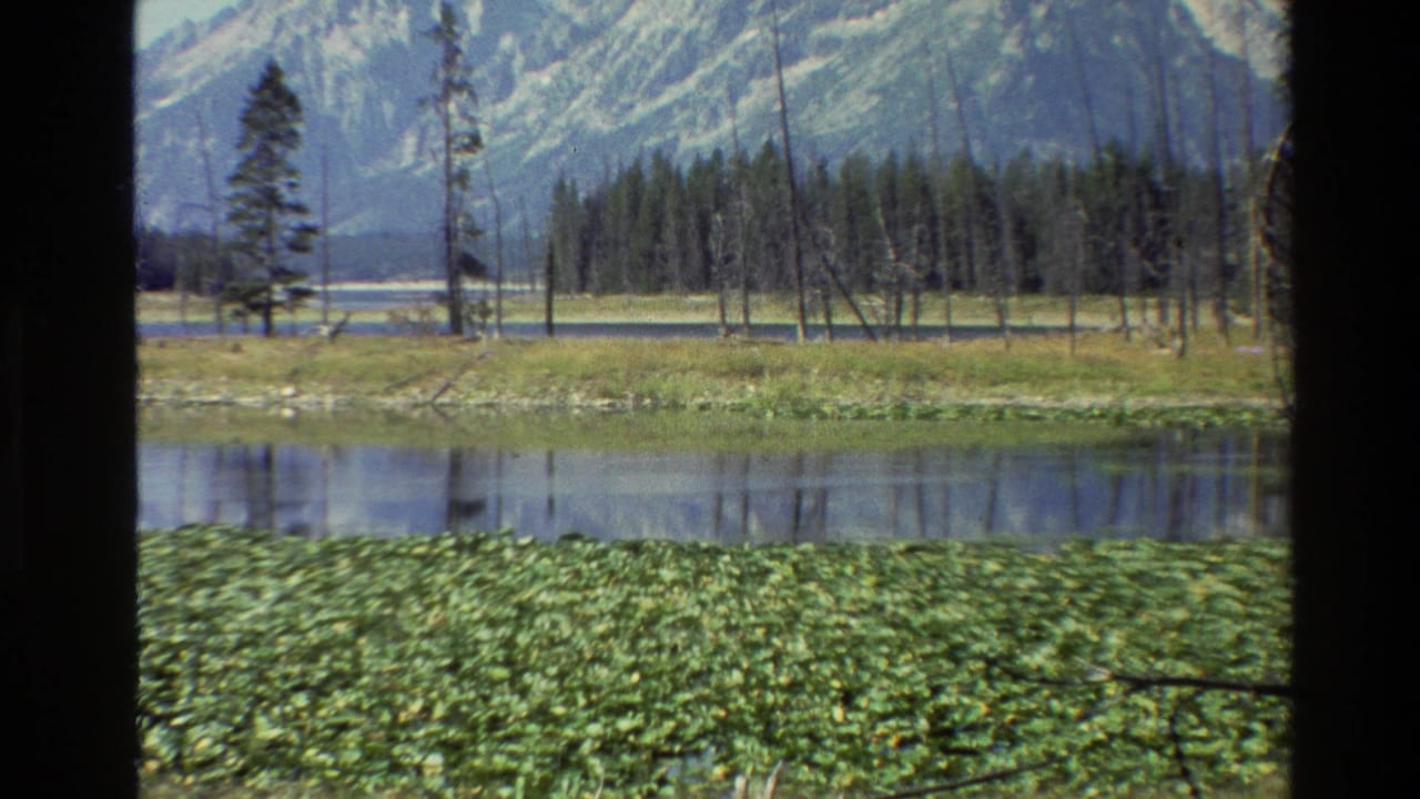 Lake plants and shoreline trees with a mountain range rising behind the water.