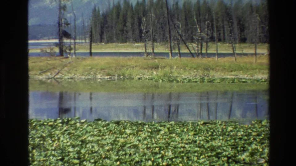 1980s 8mm Grand Teton lake view showing lily pads, still reflective water, grass, bare trunks, and a forested shoreline.