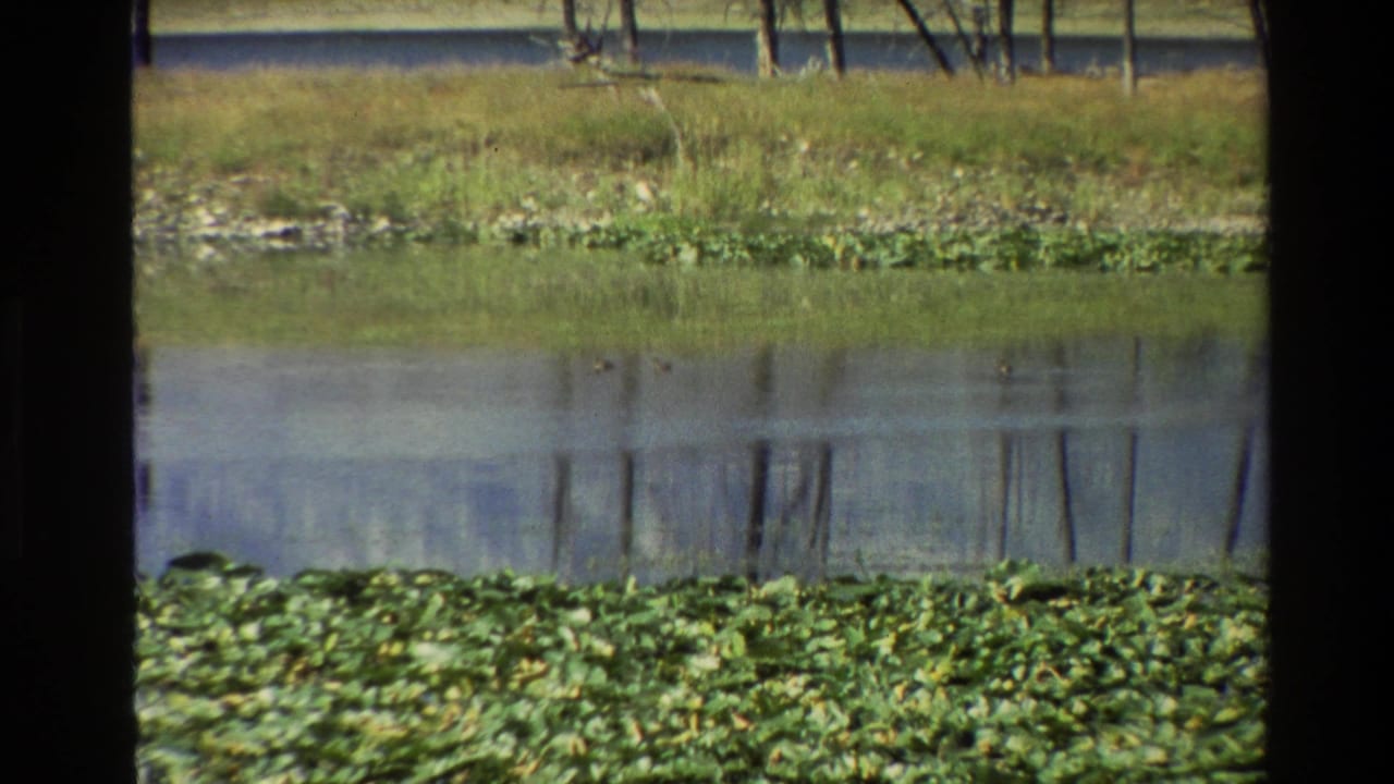 1980 Grand Teton 8mm frame showing waterlilies along a still lake with grasses and tree reflections beyond.