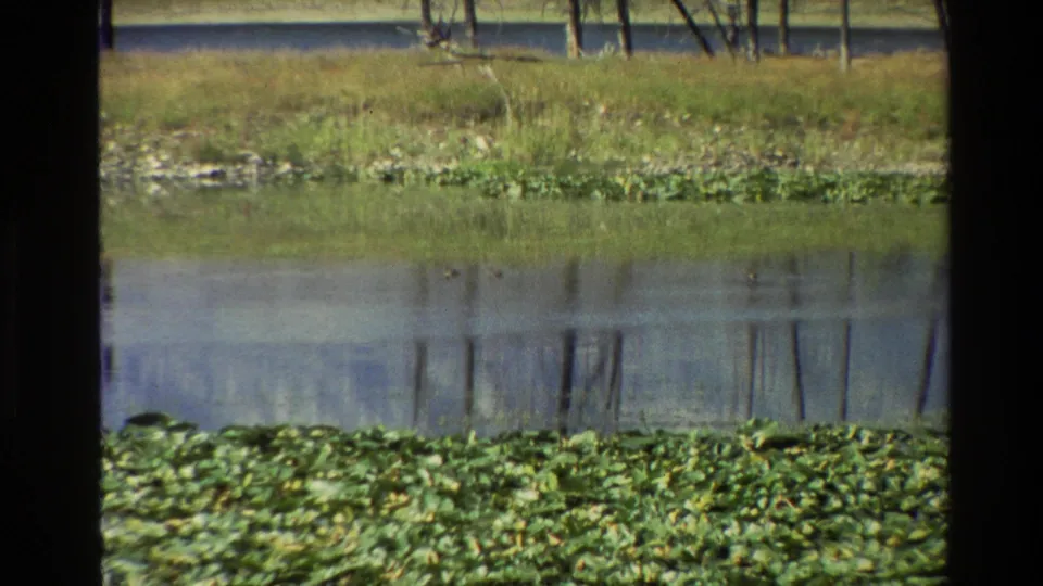 1980 Grand Teton 8mm frame showing waterlilies along a still lake with grasses and tree reflections beyond.