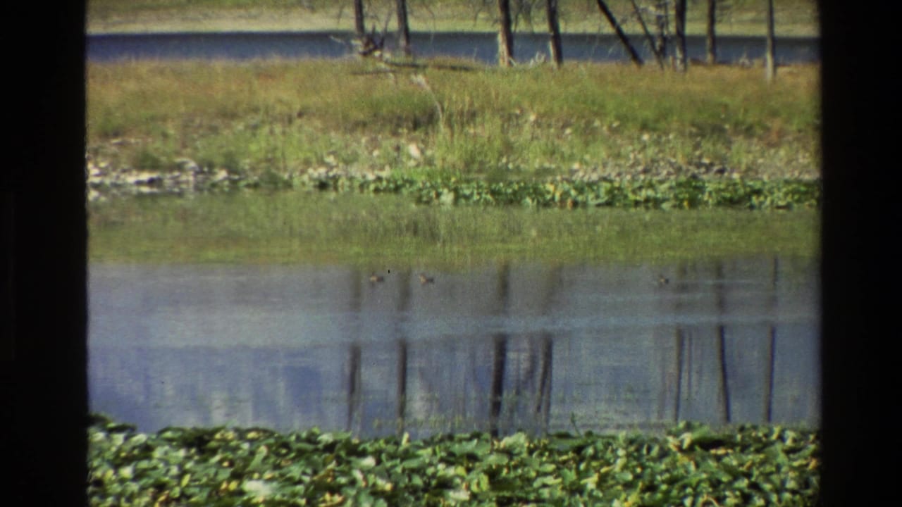 Still water with lily pads in front and tree reflections near a grassy bank.