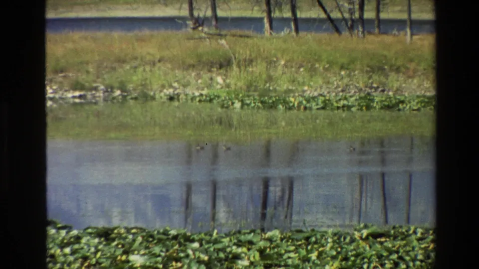Grand Teton home-movie frame with lily pads, calm reflective water, and a grassy shoreline backed by trees.
