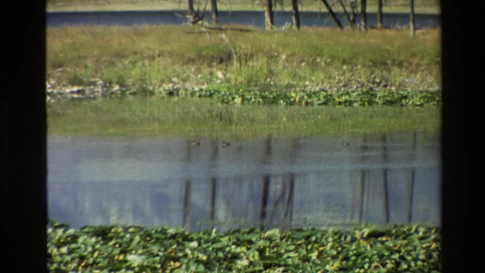 1980 Wyoming 8mm still showing a waterlily-covered foreground and muted tree reflections across calm lake water.