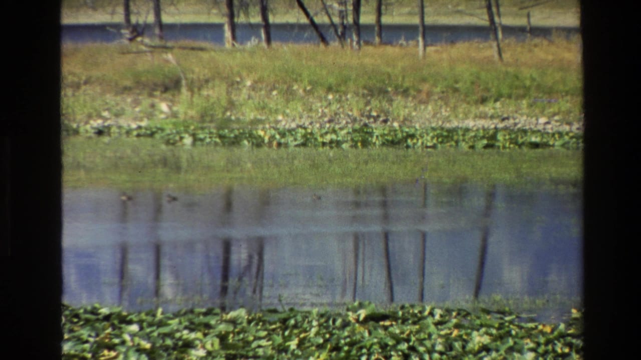 Grand Teton 1980 home-movie frame showing ducks on a quiet pond, lily pads in front, and tree reflections on the water.