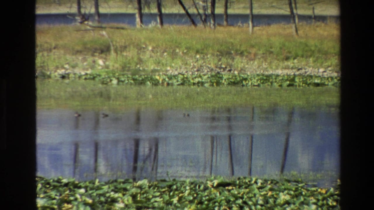 Small ducks move across reflective pond water beside lily pads.