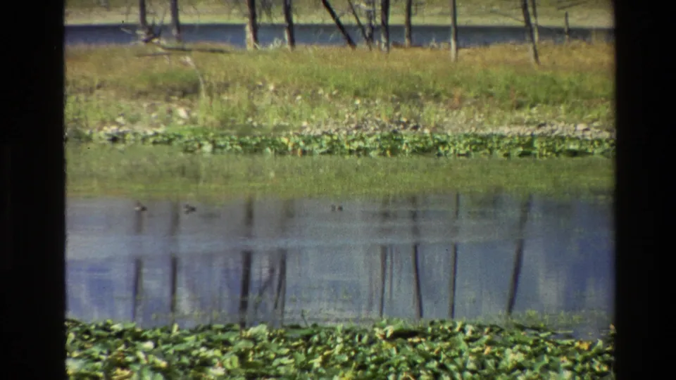 1980 Grand Teton pond view with several ducks on the water, lily pads along the foreground, and trees reflected in the surface.
