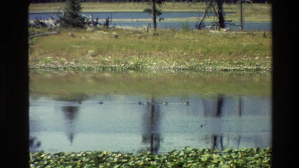 Grand Teton 1980 frame with ducks on calm pond water, a grassy shoreline, tree trunks, and lily pads in the foreground.