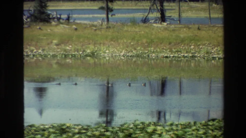 1980 Grand Teton home-movie frame showing ducks spread across a quiet pond with lily pads, grass, and reflected trees.