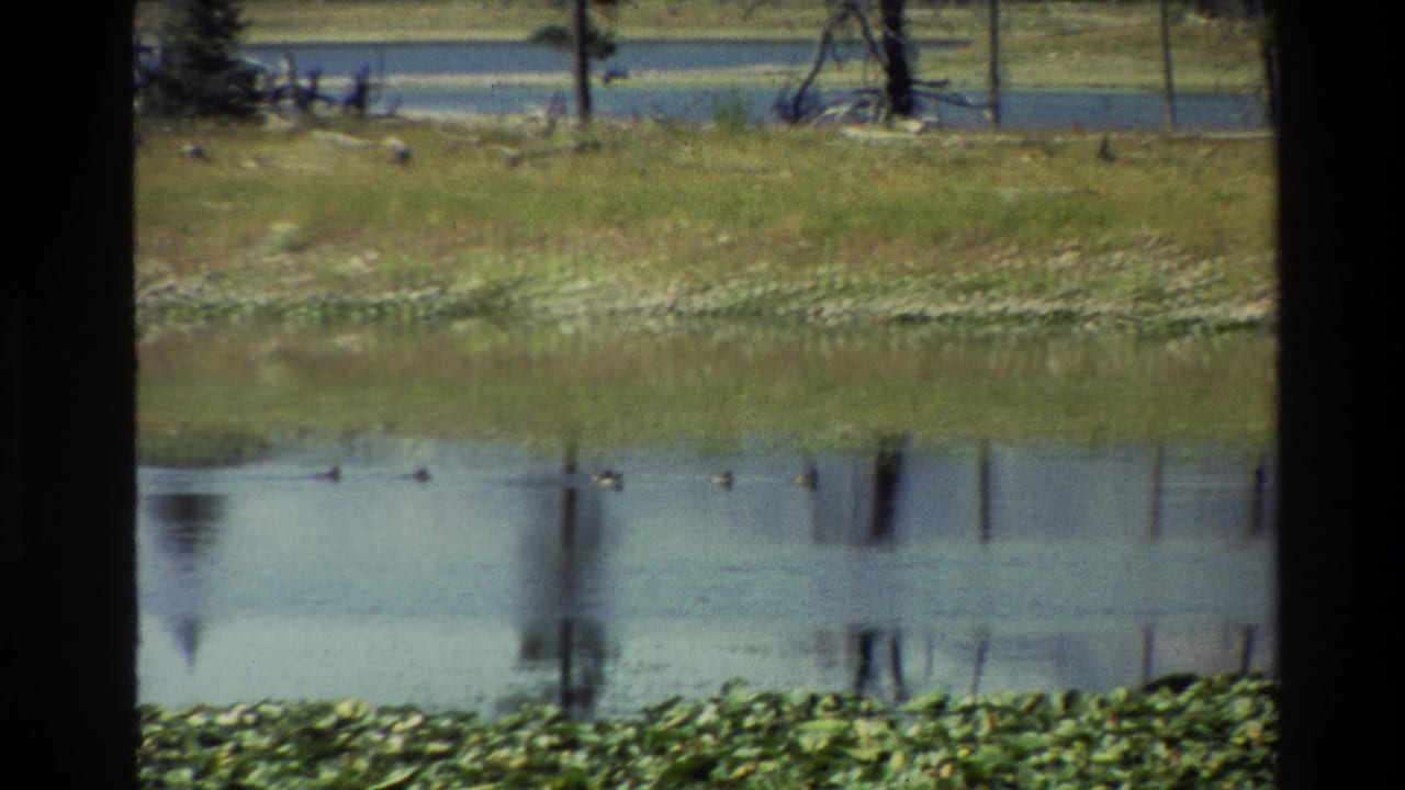 1980 8mm Grand Teton footage showing ducks on pond water beyond green meadow grass and pale wildflowers.