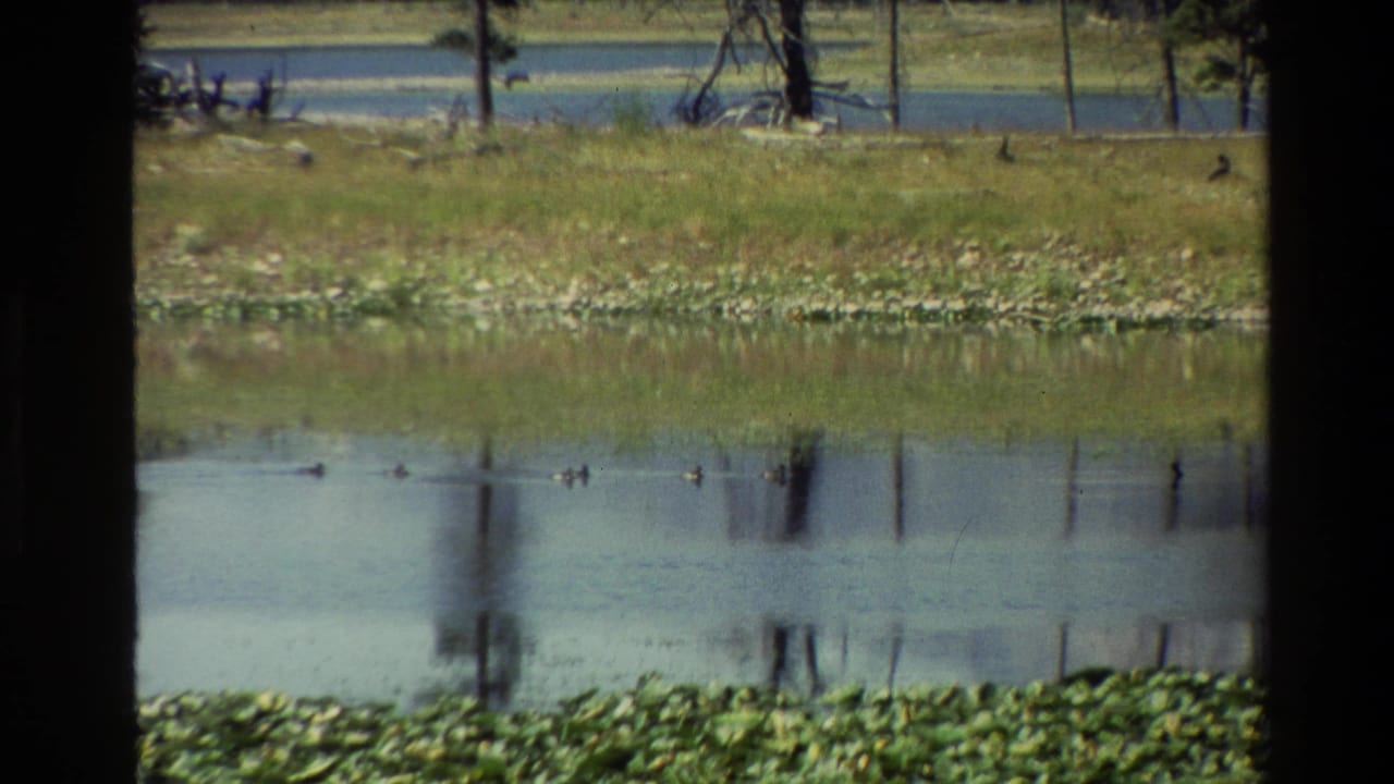 Pond with small ducks on the water, lily pads below, and trees in the distance.