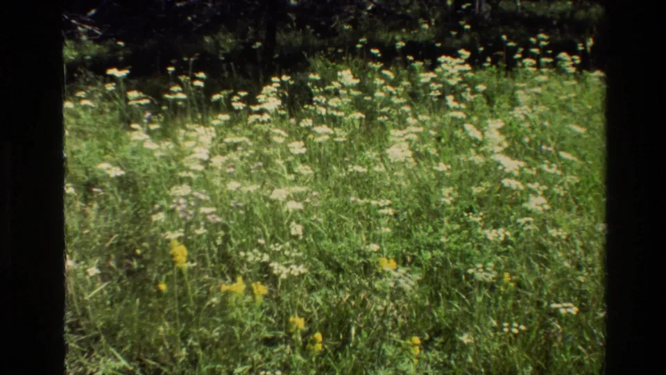 1980 Grand Teton home-movie frame showing meadow flowers in the foreground and pond water beyond.