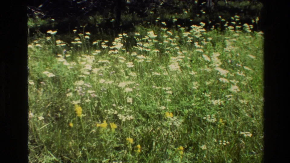 Grand Teton 8mm frame from 1980 with wildflowers, green grass, pond water, and visible scan framing.