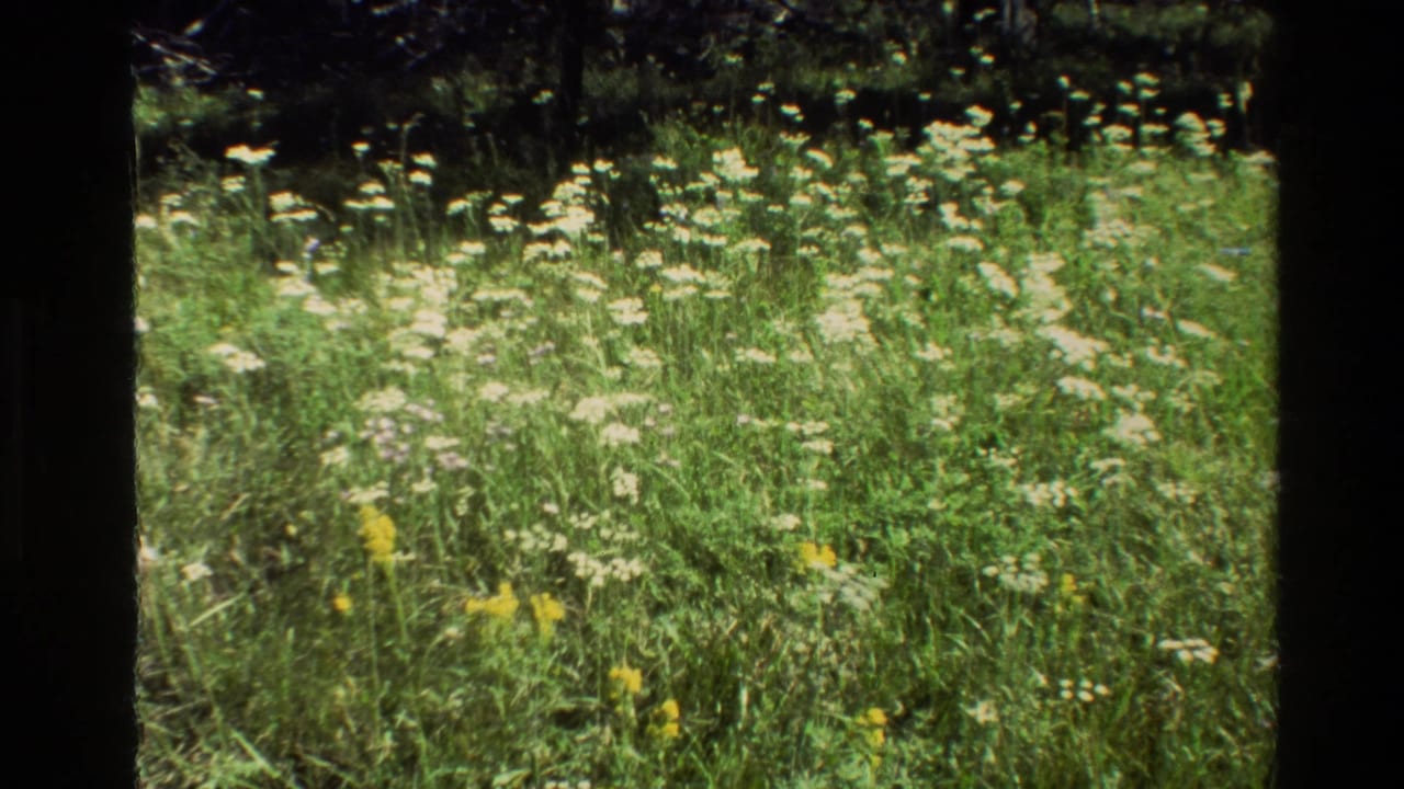 1980 Grand Teton 8mm frame showing a green meadow with white wildflowers, scattered yellow blooms, and dark shade along the upper edge.