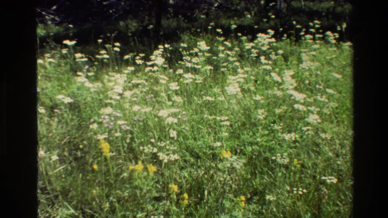 Wide meadow view with white blossoms, yellow flowers, green grass, and dark shade above.