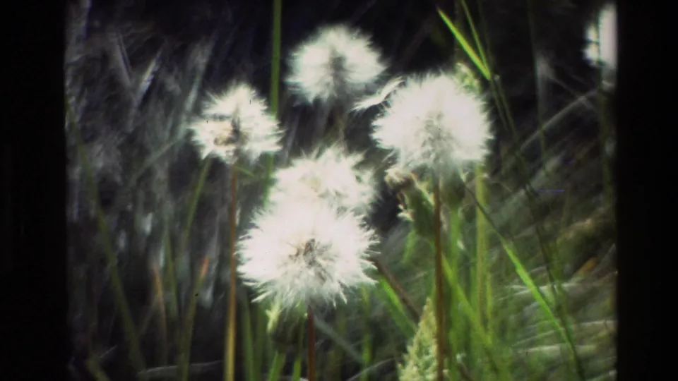 1980 Grand Teton 8mm close-up of white dandelion seed heads glowing in sunlight among green blades of grass.