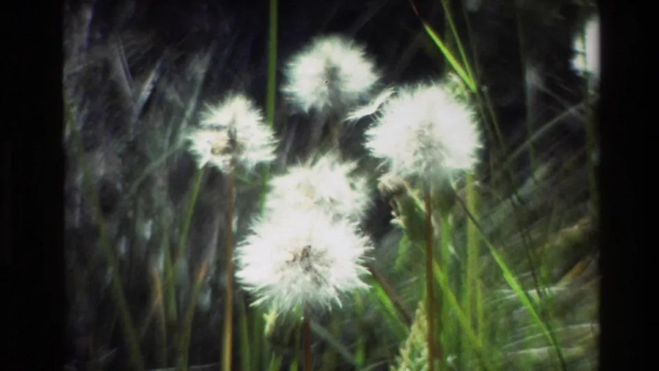 1980 Grand Teton 8mm frame showing clustered dandelion seed heads and green meadow grass in a softly focused close-up.