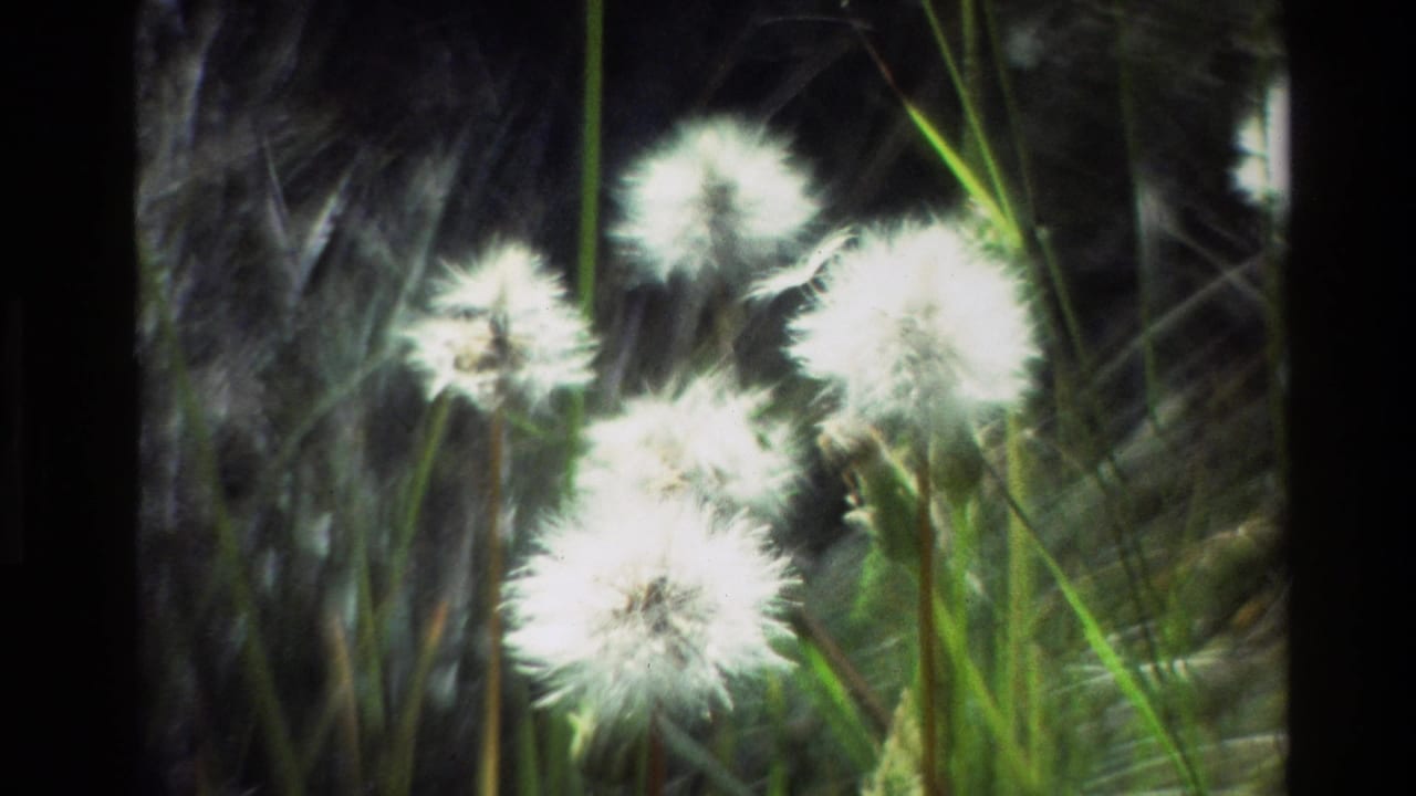 Close 1980 8mm view of white dandelion seed heads and green grass, likely in Grand Teton, Wyoming.