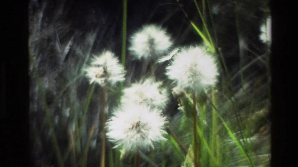 Close 1980 8mm view of white dandelion seed heads and green grass, likely in Grand Teton, Wyoming.