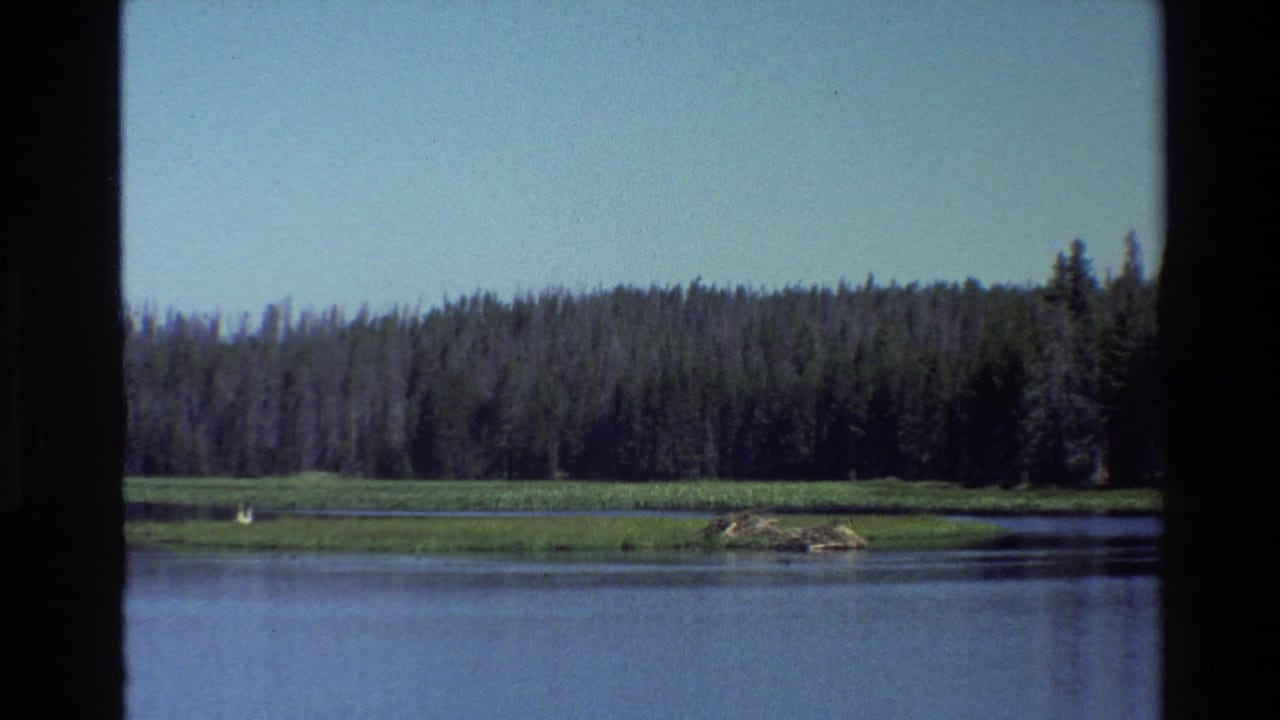 Calm lake with green shoreline, forest, blue sky, and a small white bird.