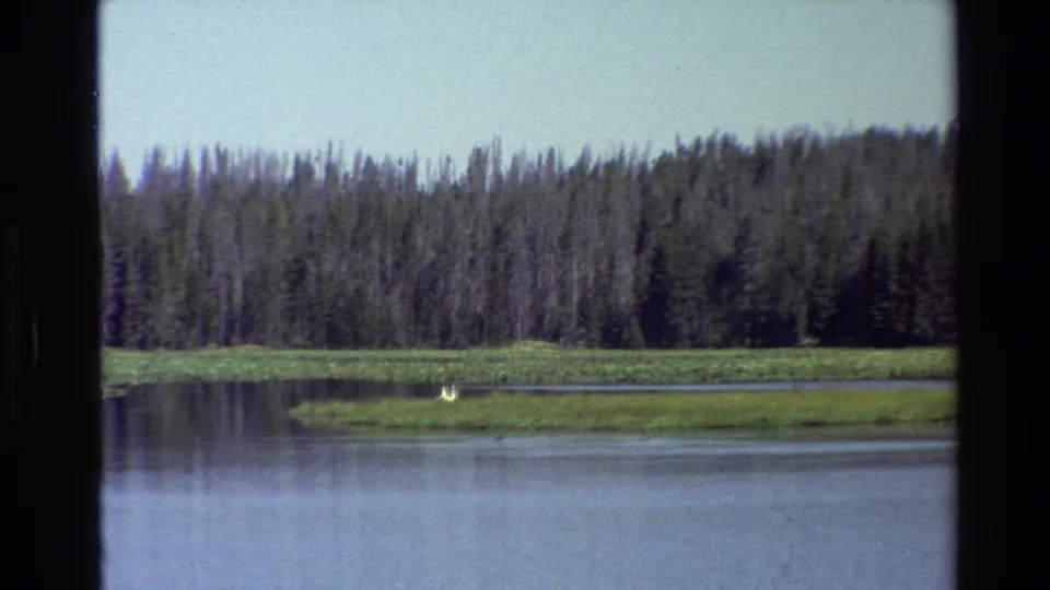 1980 8mm Grand Teton lake scene with a forested shore, grassy island, and small white bird near the waterline.