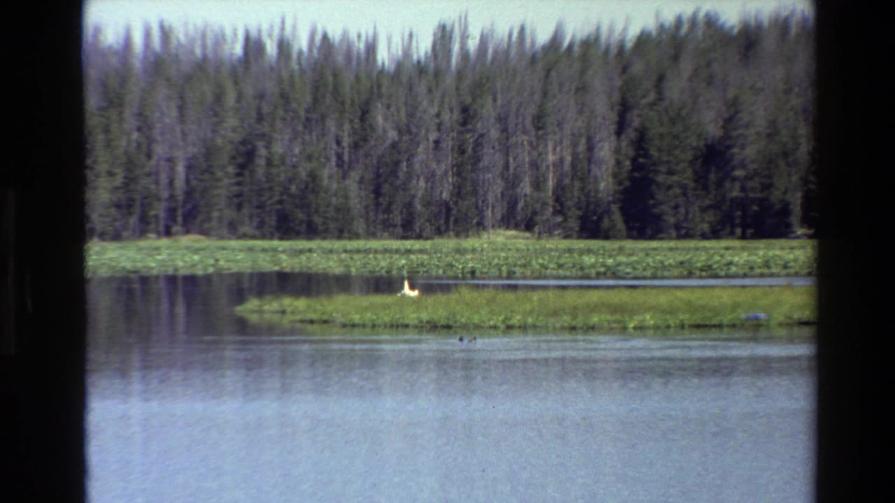 1980 8mm Grand Teton, Wyoming frame showing a distant white bird on a grassy lake island backed by dense evergreen forest.