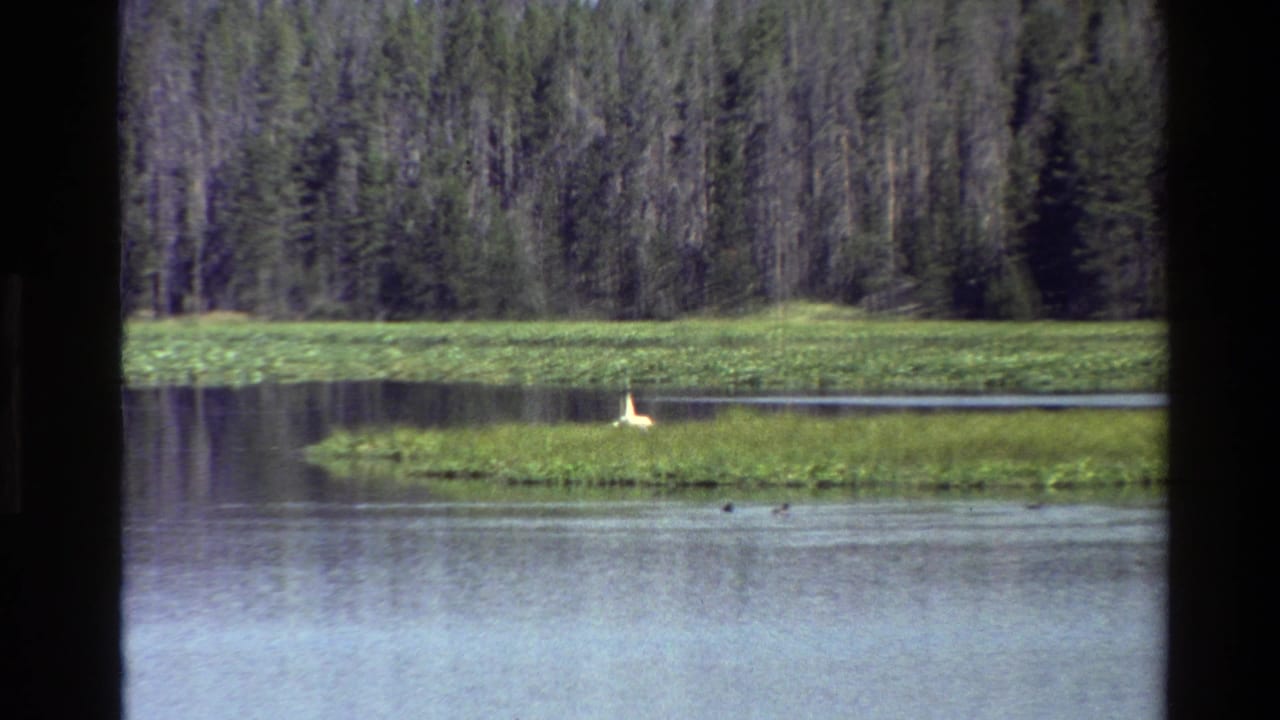 Distant white bird on a green lake island with dark forest in the background.
