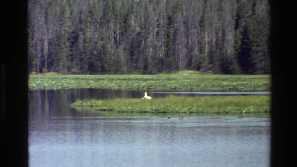 A white bird remains on a small island in a Grand Teton lake scene, with still water, green plants, and forest behind it.