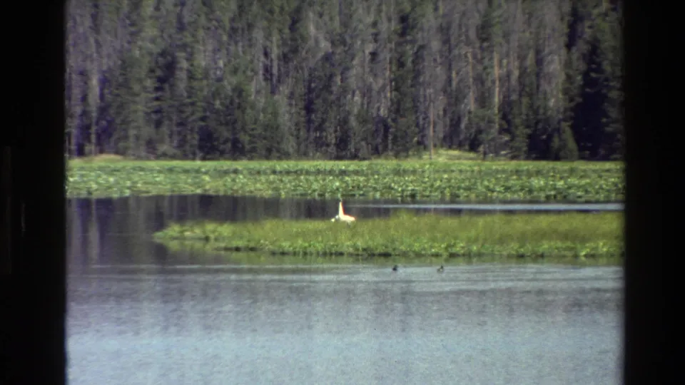 Vintage 8mm frame from Grand Teton showing a white waterbird on a grassy island, with rippled lake water and tall trees beyond.