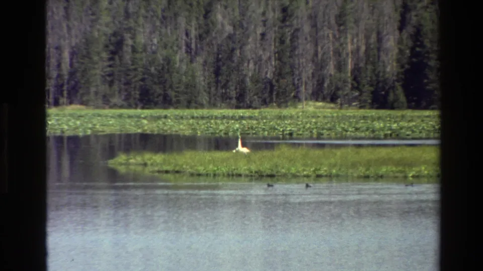 Final frame shows the distant white bird still on the lake island in the 1980 Grand Teton home-movie scene.